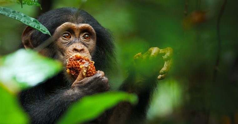 دانلود فیلم شامپانزه Chimpanzee با پخش آنلاین و دوبله فارسی
