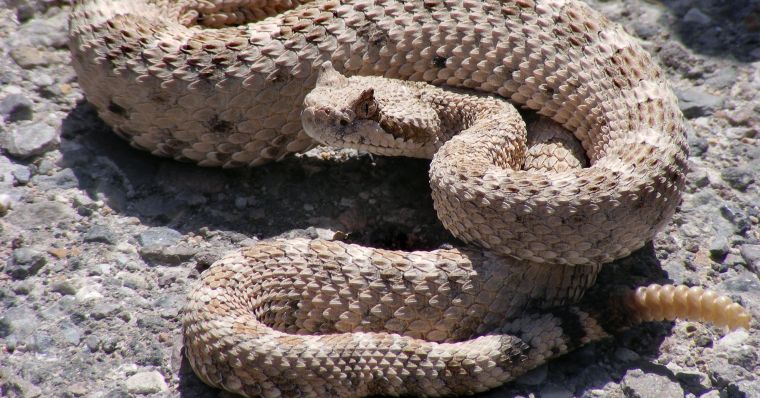دانلود فیلم شاه مار زنگی King Rattler با پخش آنلاین و دوبله فارسی
