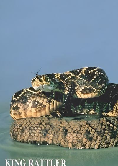 دانلود فیلم شاه مار زنگی King Rattler با پخش آنلاین و دوبله فارسی