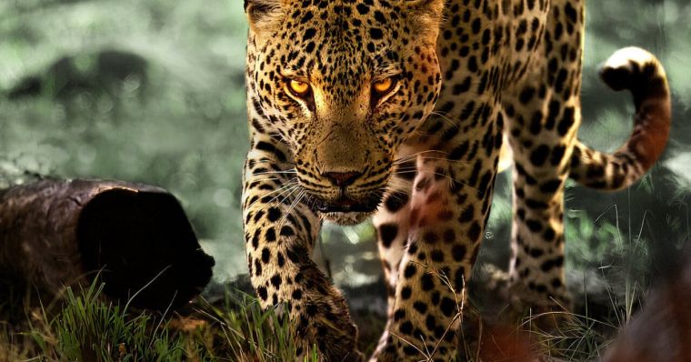 دانلود فیلم زیبای زندگی با پلنگ ها Living with Leopards با پخش آنلاین و زیرنویس چسبیده