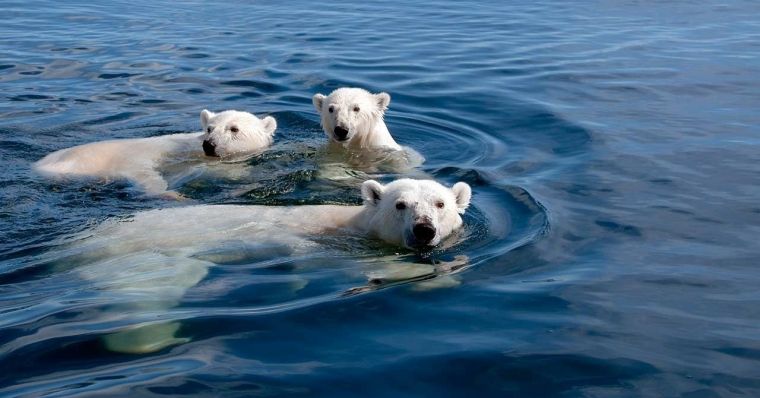 دانلود فیلم خرسهای قطبی : یک سفر تابستانی Polar Bears : A Summer Odyssey با پخش آنلاین و دوبله فارسی
