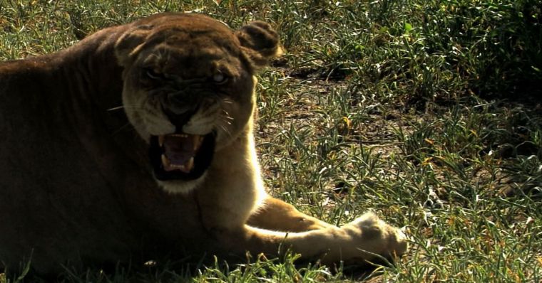 دانلود فیلم آخرین شیر با دوبله فارسی